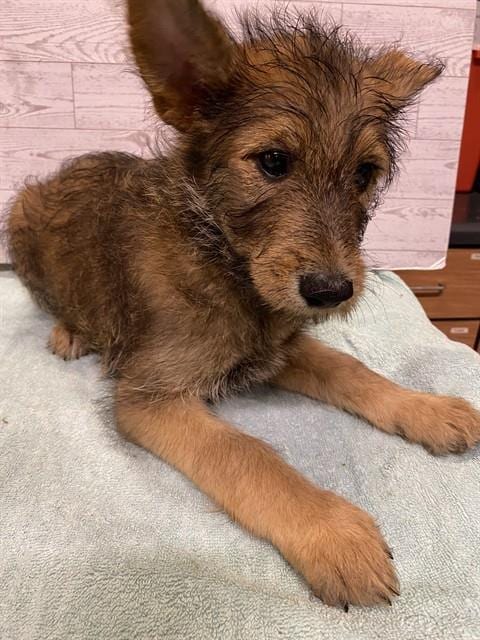 Photo of Lani, adoptable German Shepherd Dog in Modesto, California