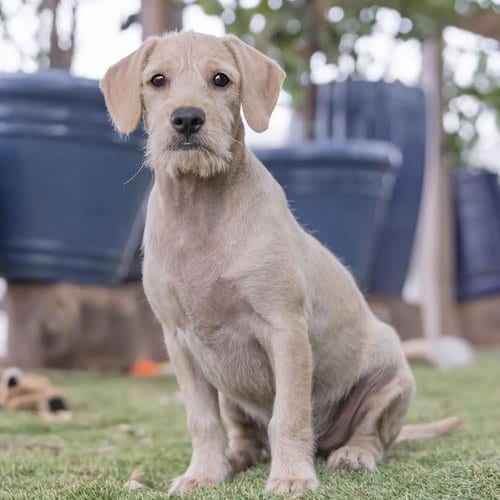 Photo of Surf Pup - Fin, adoptable Spaniel in San Diego, California