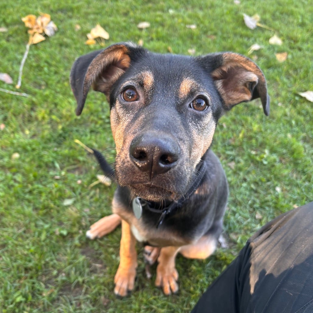 Photo of Douglas, adoptable Mixed Breed (Medium) in Brookfield, Wisconsin