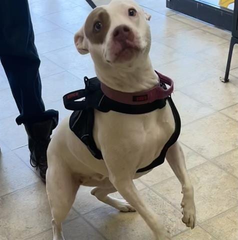 Photo of Pinky, adoptable Pit Bull Terrier in Norfolk, Virginia