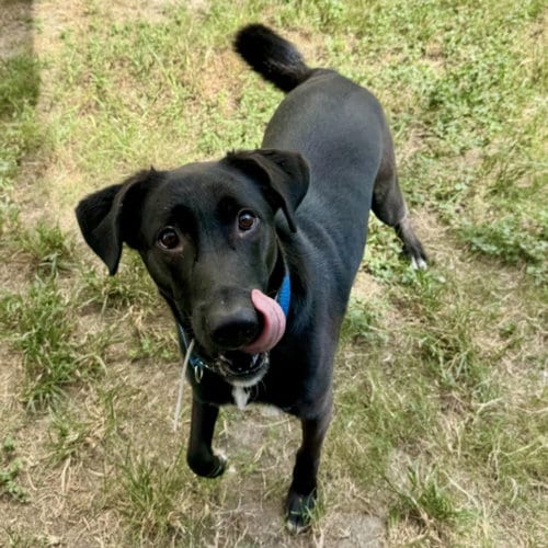 Photo of Jellybean, adoptable Staffordshire Bull Terrier in Houston, Texas