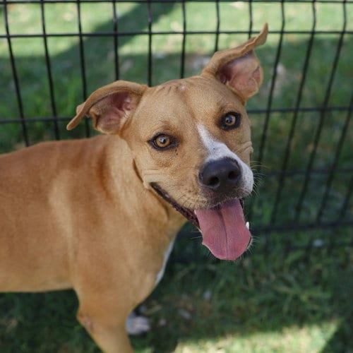 Photo of Pumpkin, adoptable Terrier in San Antonio, Texas