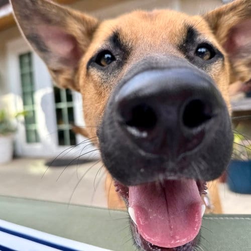 Photo of Clever, adoptable Dutch Shepherd in San Juan Capistrano, California