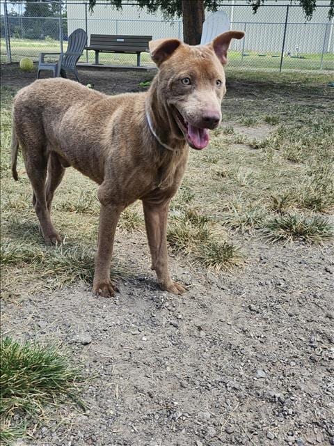 Photo of Clyde, adoptable Labrador Retriever in Conroe, Texas