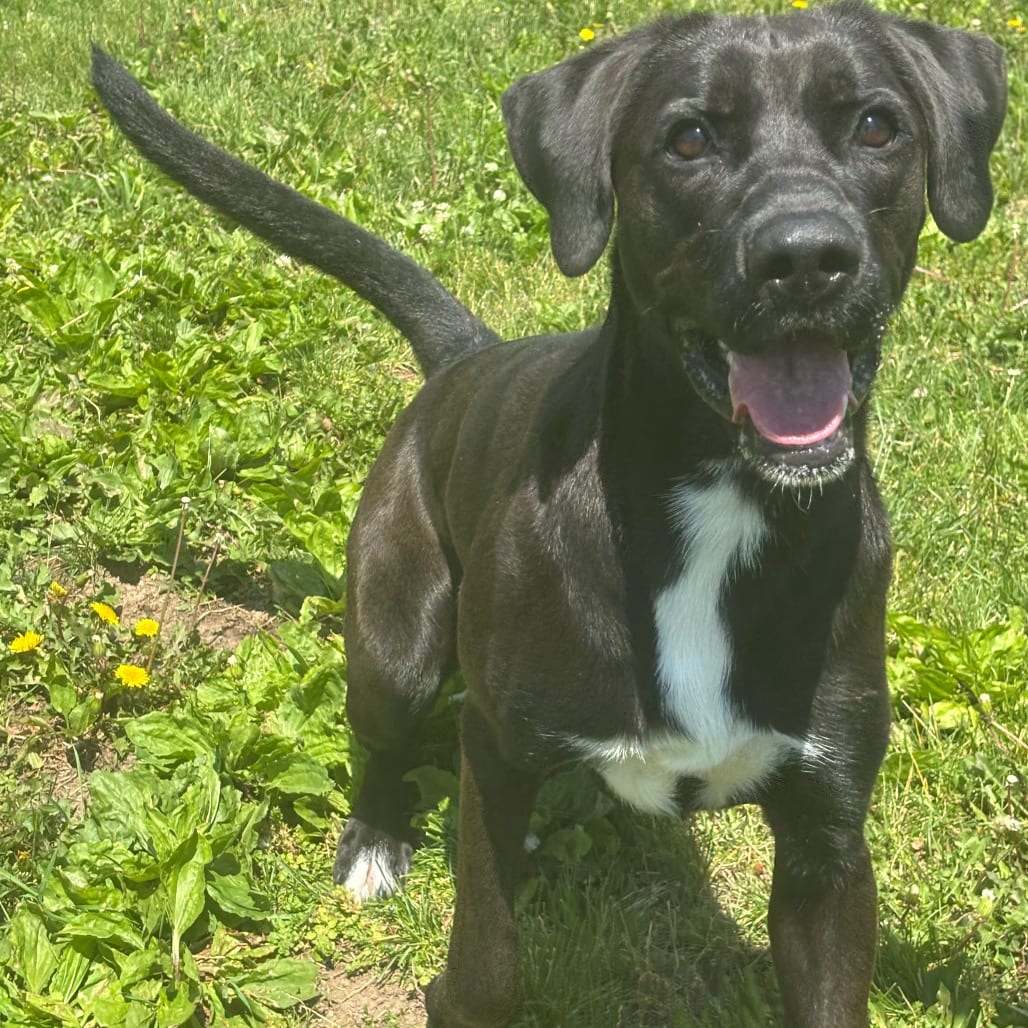 Photo of Pip, adoptable Retriever, Black Labrador in Marshalltown, Iowa