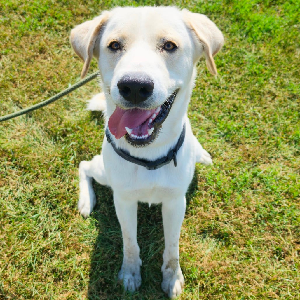 Photo of Toby, adoptable Retriever, Yellow Labrador in Tipton, Iowa