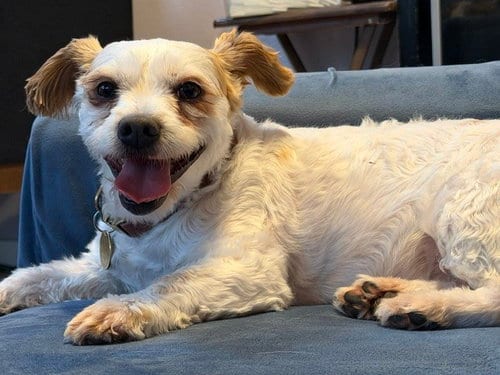 Photo of Scottie, adoptable Poodle (Miniature) in Los Angeles, California