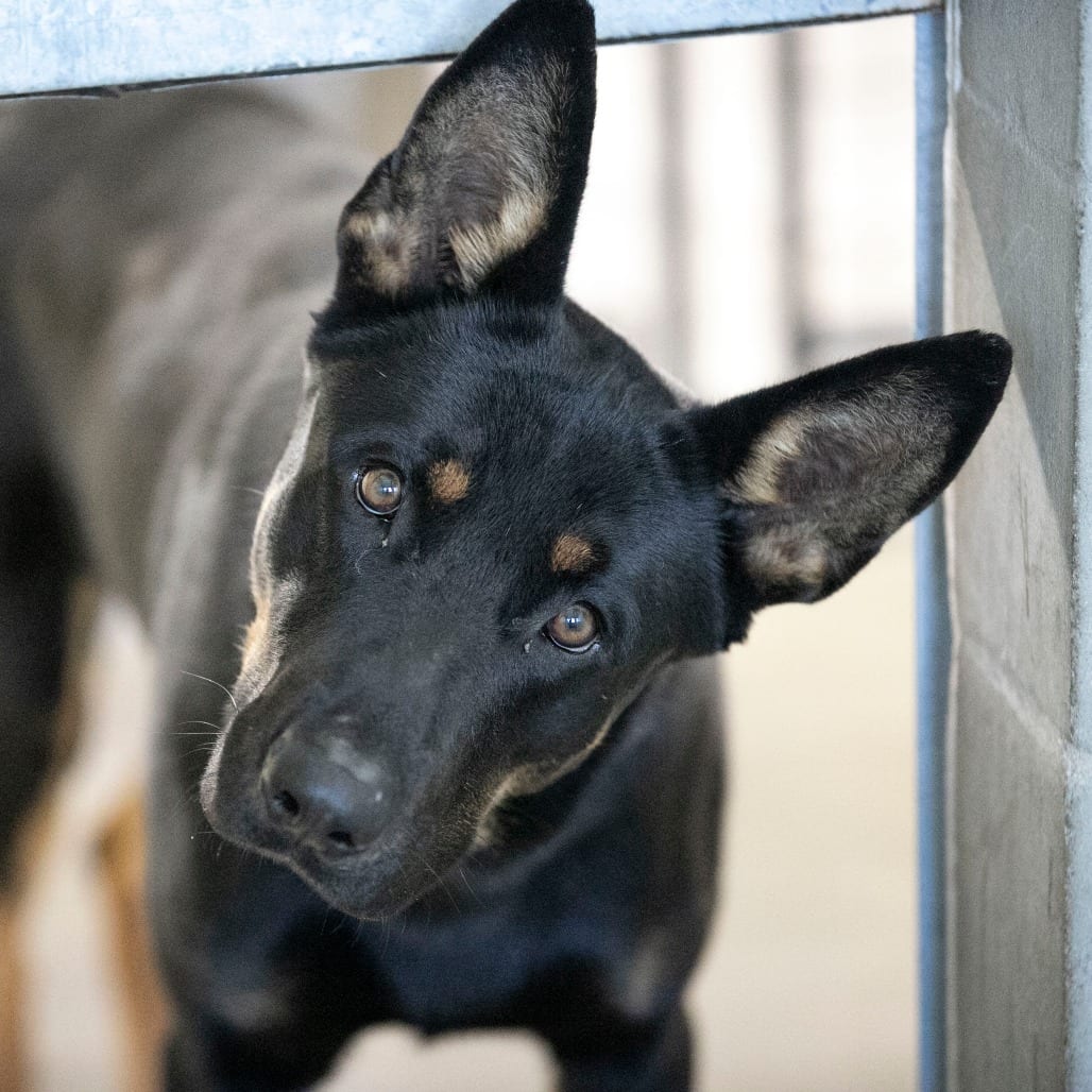Photo of Prince (S26-106), adoptable Shepherd, German / Mix in Colorado Springs, Colorado