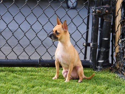 Photo of Katrina, adoptable Chihuahua in Norco, California