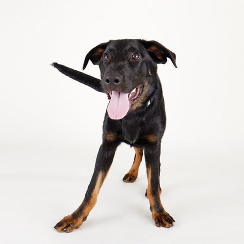 Photo of Orion, adoptable Labrador Retriever in League City, Texas