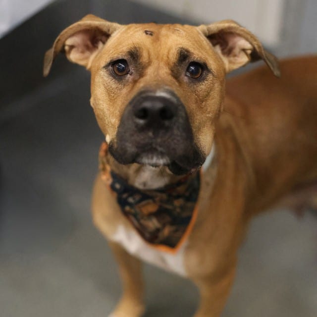Photo of Penelope, adoptable dog in San Antonio, Texas