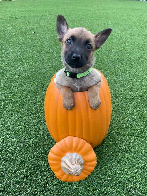 Photo of Hallowed Harvest - Mystic - Located in Florida, adoptable Belgian Shepherd Malinois in Imlay City, Michigan