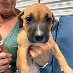 Photo of Spade, adoptable American Pit Bull Terrier Hound (Unknown Type) in Indiantown, Florida