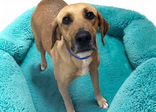 Photo of Toby, adoptable Labrador Retriever in Ft Lauderdale, Florida