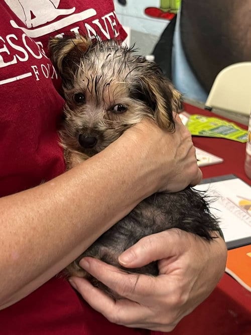 Photo of Lexi, adoptable Yorkshire Terrier Yorkie in Caldwell, New Jersey