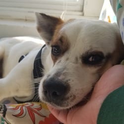 Photo of Opie, adoptable Jack Russell Terrier Labrador Retriever in Winchester, Virginia