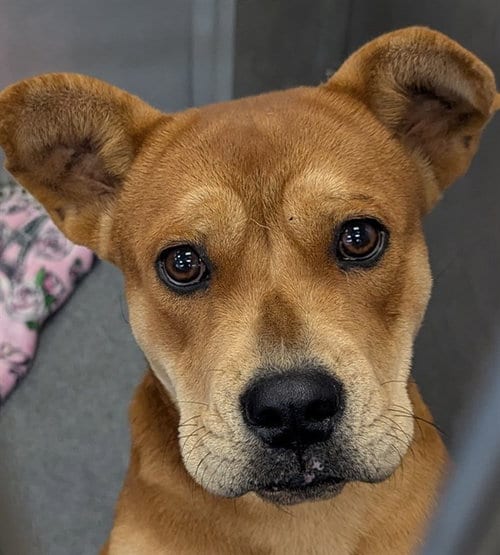 Photo of Darlin, adoptable Staffordshire Bull Terrier in Dallas, Texas