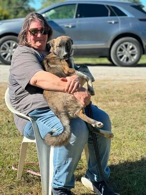 Photo of Owens : Forrest, adoptable German Shepherd Dog in Aurora, Indiana
