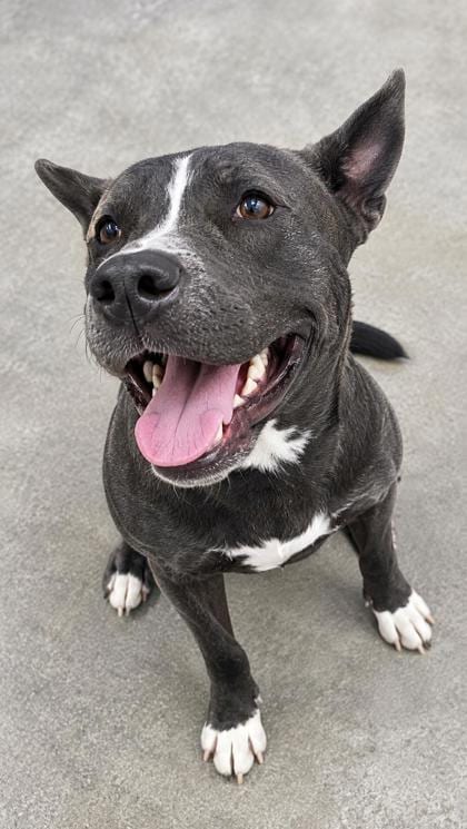 Photo of Bluebeary, adoptable Shepherd in New Orleans, Louisiana