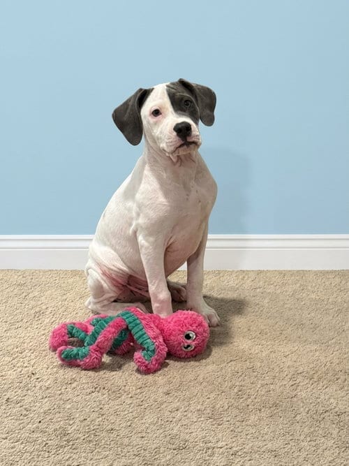 Photo of Thimble - Sewing Litter, adoptable Pit Bull Terrier in Holly Springs, North Carolina