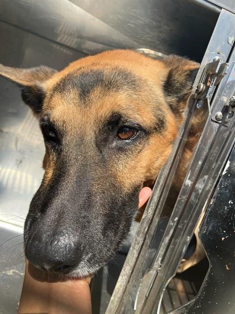Photo of Ace, adoptable German Shepherd Dog