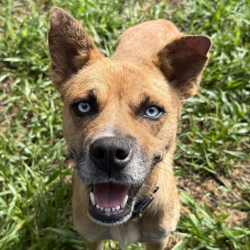 Photo of Frankie, adoptable Mixed Breed (Medium) / Mixed Breed (Medium) in Bend, Oregon