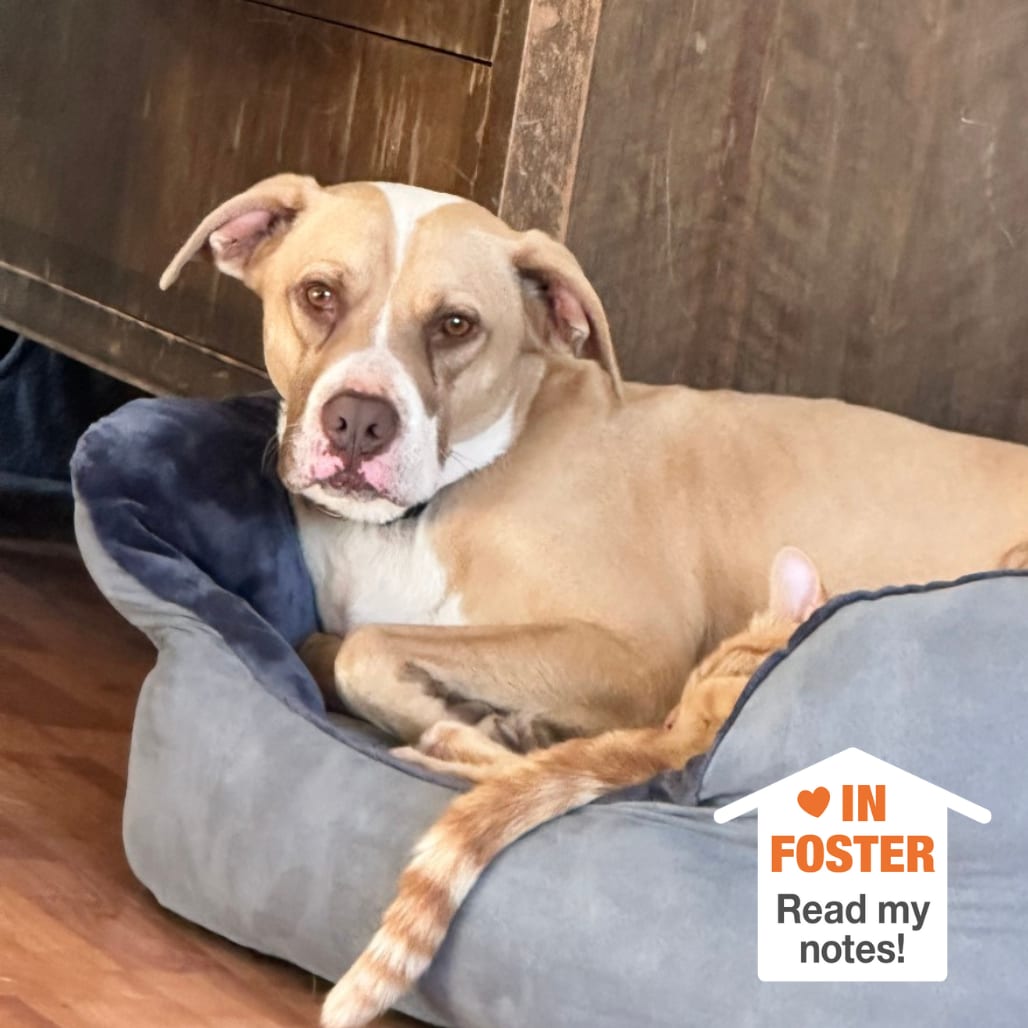 Photo of Bodie, adoptable Terrier, American Pit Bull / Mix in Kanab, Utah