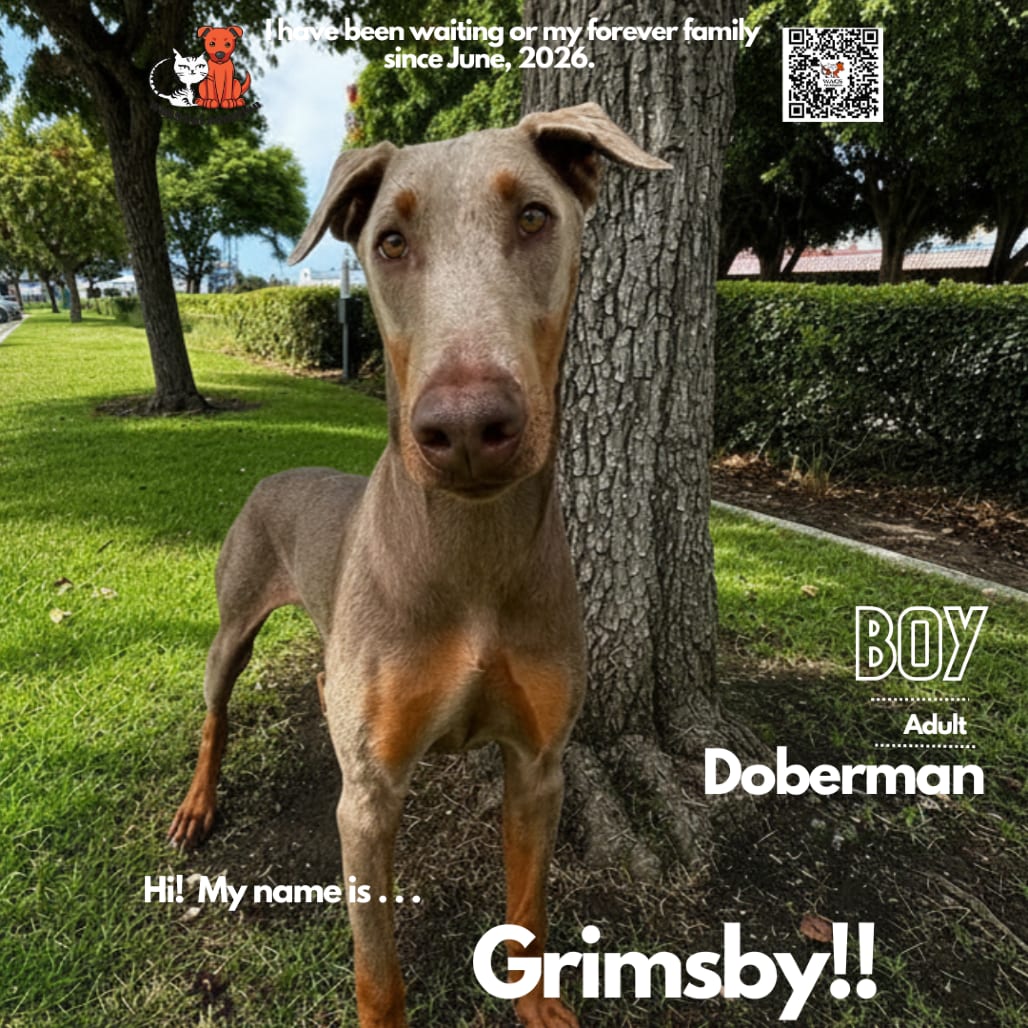 Photo of Grimsby, adoptable Pinscher, Doberman in Westminster, California