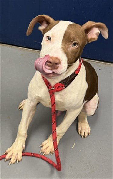 Photo of Rodney, adoptable Pit Bull Terrier in Peoria, Illinois