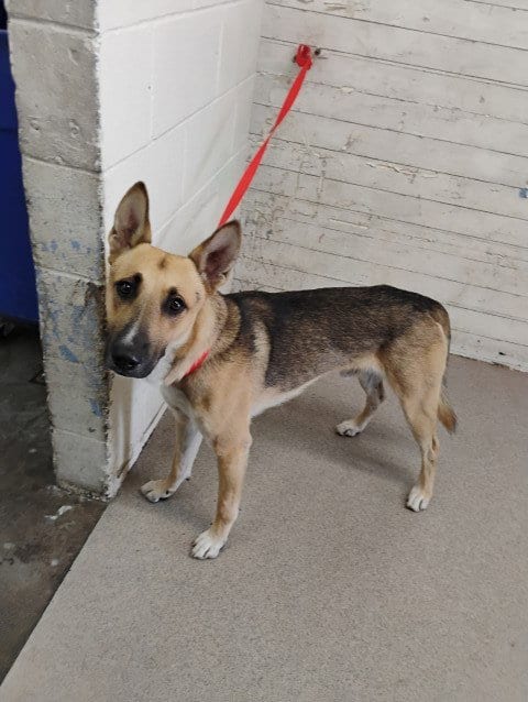 Photo of Rocky, adoptable German Shepherd Dog in San Bernardino, California