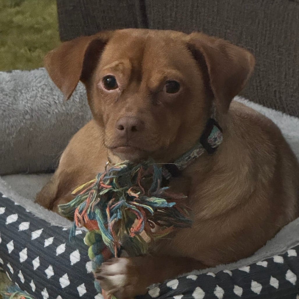 Photo of Nike, adoptable Chihuahua / Terrier in Santa Fe, Texas