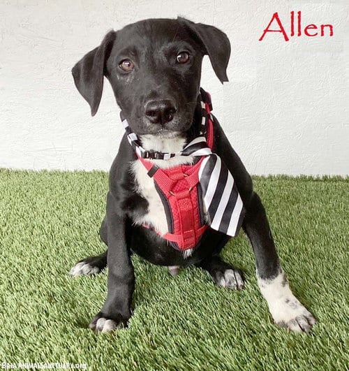 Photo of Allen, adoptable Labrador Retriever in San Diego, California