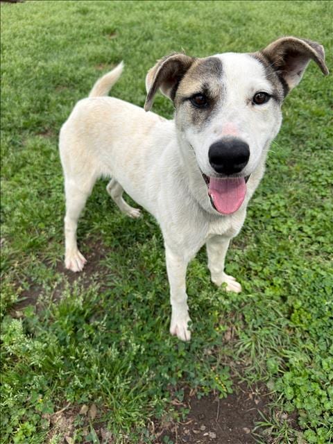 Photo of Rudy, adoptable Australian Cattle Dog/Blue Heeler in Conroe, Texas