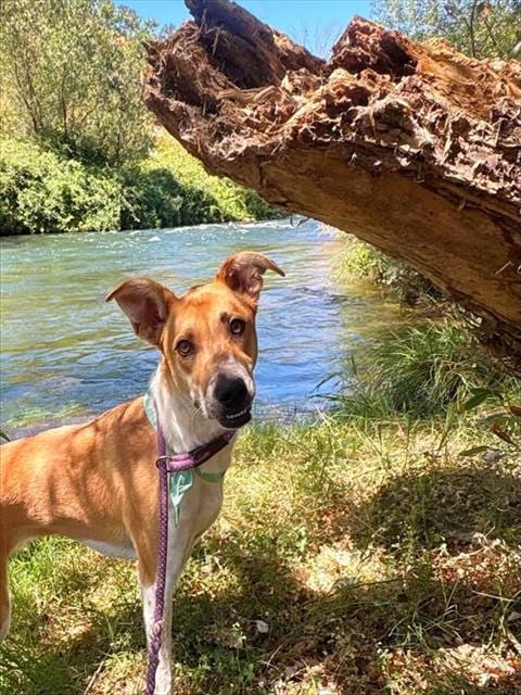 Photo of Skye, adoptable Australian Cattle Dog/Blue Heeler in Fairfield, California