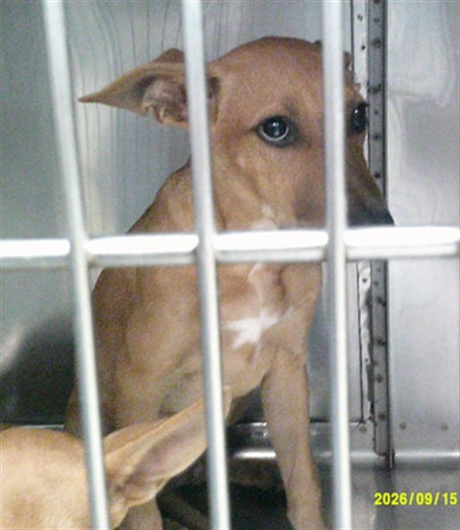 Photo of Zack, adoptable Labrador Retriever mix in Oklahoma City, Oklahoma