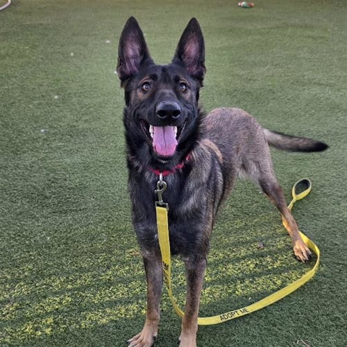 Photo of Alice, adoptable German Shepherd Dog in Las Vegas, Nevada