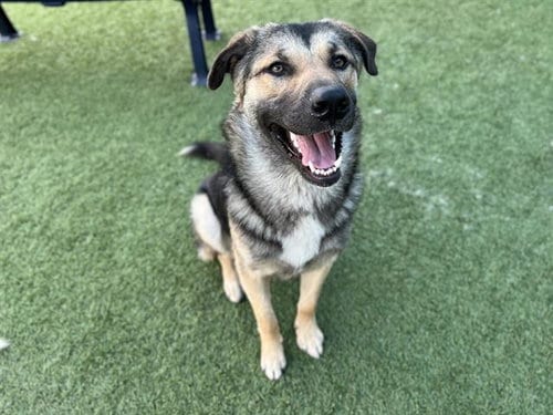 Photo of Rocky, adoptable German Shepherd Dog in Dallas, Texas