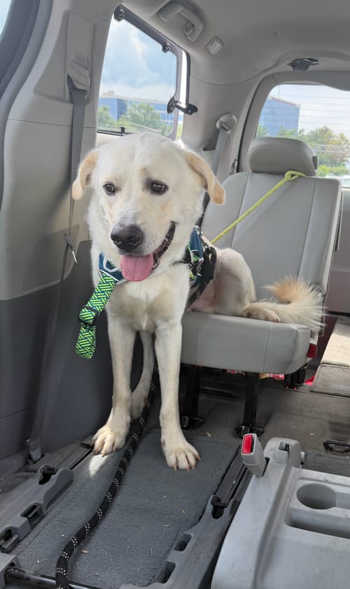Photo of Buddy, adoptable Great Pyrenees in Silver Spring, Maryland