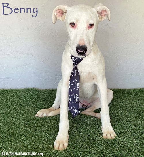 Photo of Benny, adoptable Pit Bull Terrier in San Diego, California
