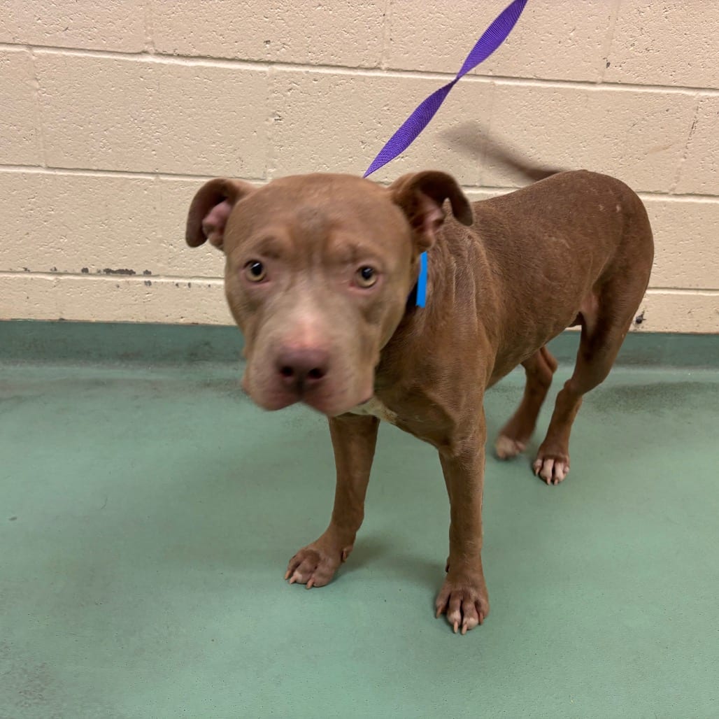Photo of Tony, adoptable dog