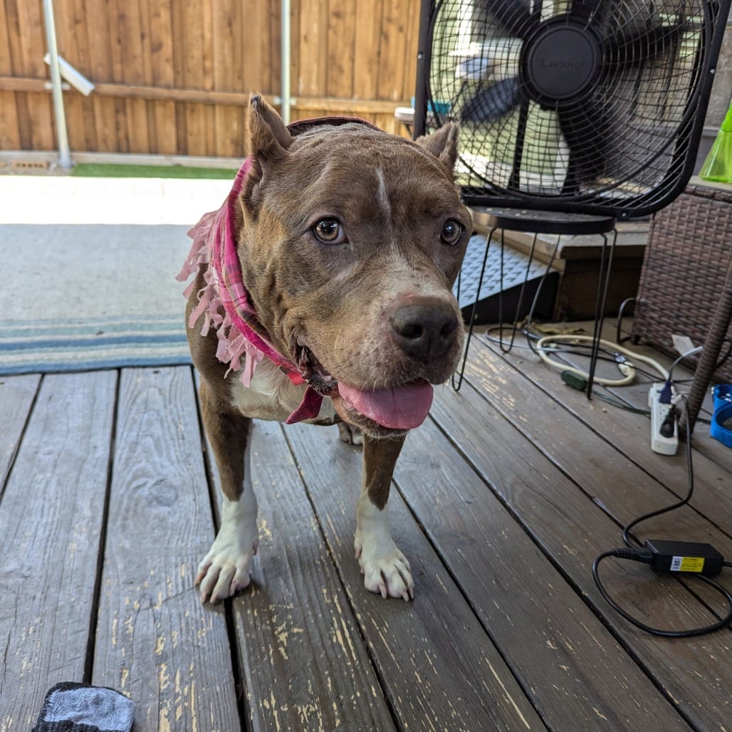 Photo of Freyja, adoptable Terrier, Pit Bull in Dallas, Texas