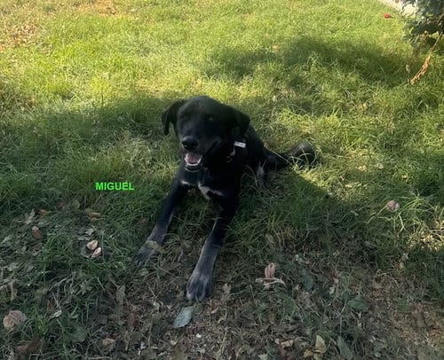 Photo of Miguel, adoptable Labrador Retriever in Woodland Hills, California