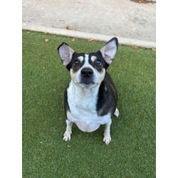 Photo of Blossom, adoptable Terrier (Unknown Type, Medium) in San Antonio, Texas