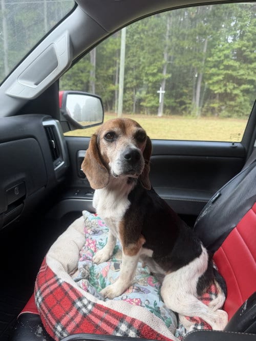 Photo of Quinnley, adoptable Beagle in Raleigh, North Carolina