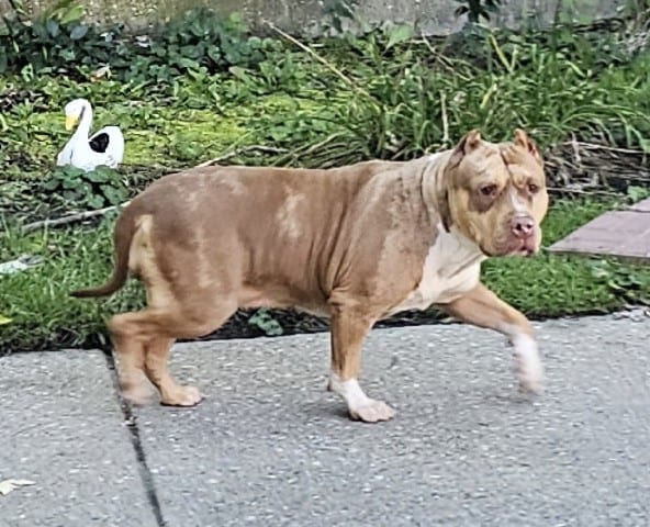 Photo of Freya, adoptable American Bulldog in Chicago, Illinois