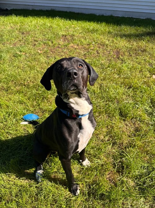 Photo of Rocky, adoptable Black Labrador Retriever in Muskegon, Michigan