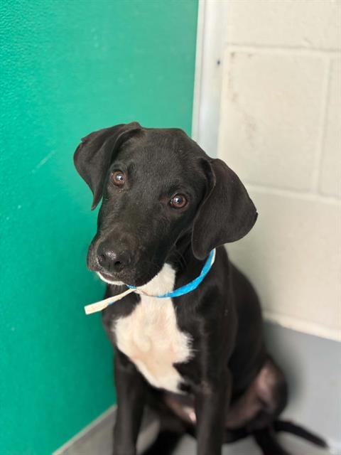 Photo of Jackson, adoptable Pit Bull Terrier in Visalia, California