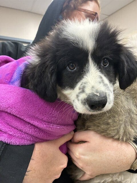 Photo of Lady Zebra Popcorn Crunchington, adoptable Great Pyrenees in Pacifica, California