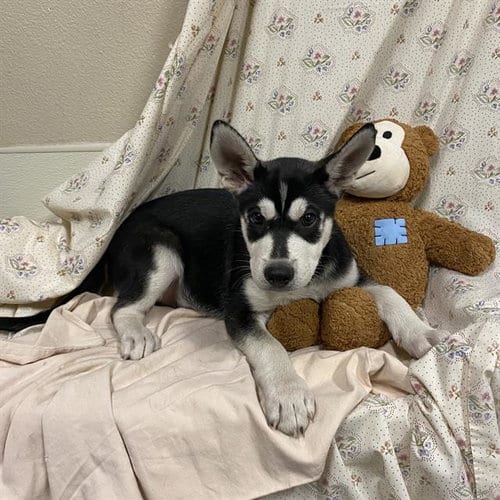 Photo of A614666, adoptable Siberian Husky in Modesto, California