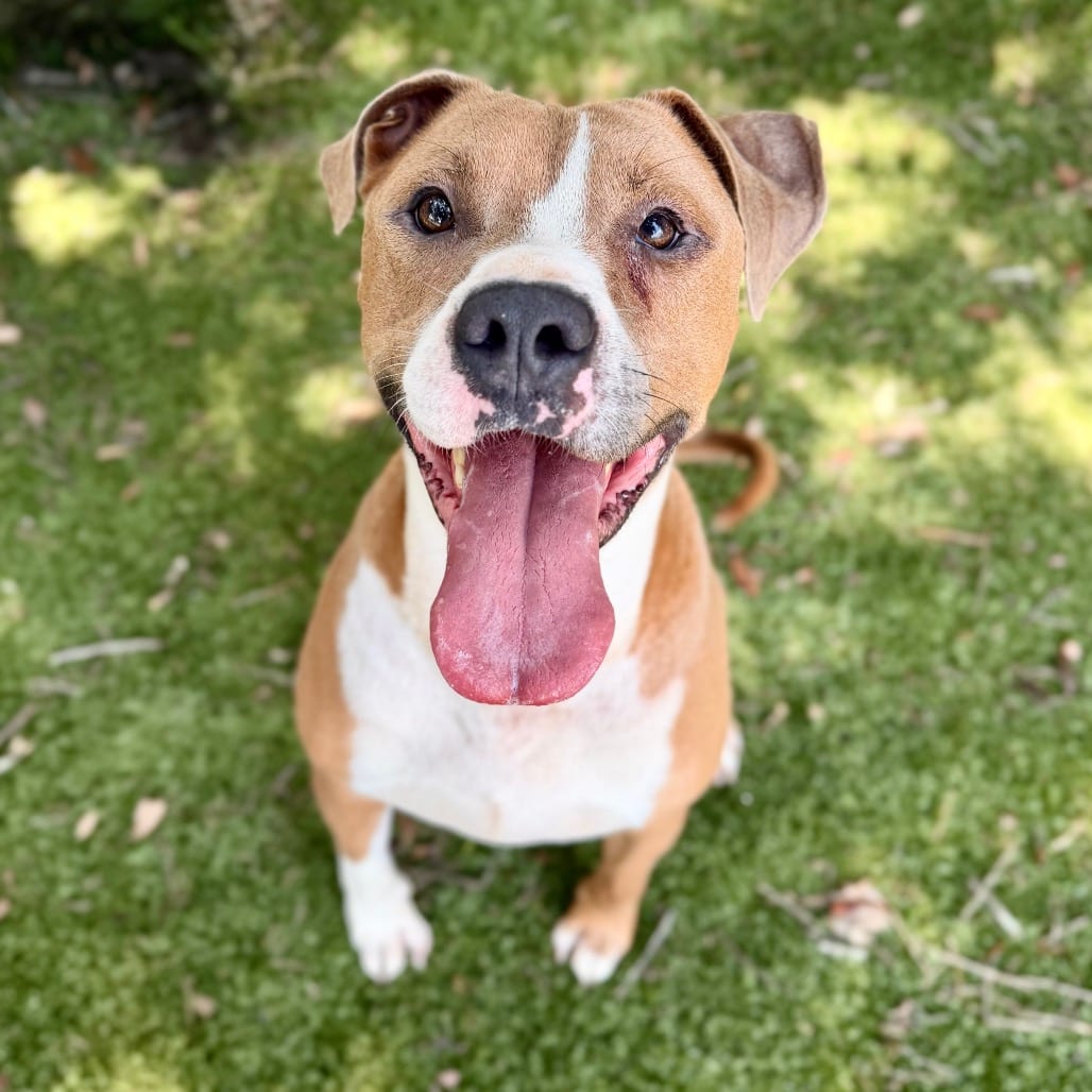 Photo of Rusty, adoptable Mixed Breed (Large) in Milton, Florida